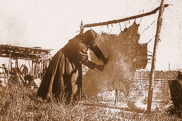 An American Indian woman scraping a hide laced into a frame.